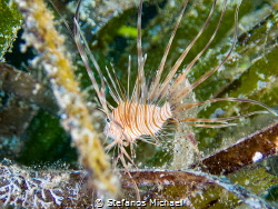 Baby Common Lionfish - Pterois miles by Stefanos Michael 